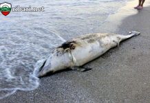 Бракониери в Черно море избиват делфините