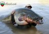 Рибари уловиха 125 кг сом край Русе
