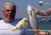 Как се лови черноморски Лаврак