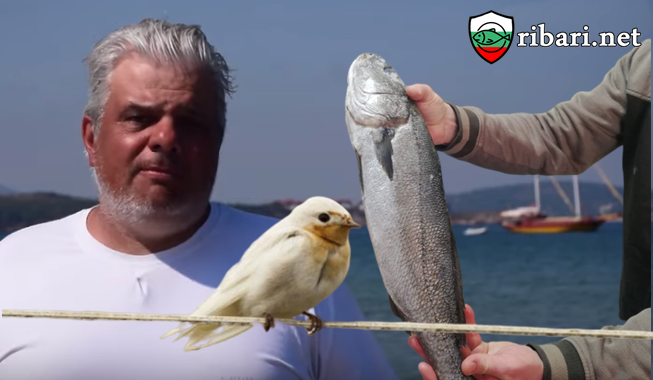 Как се лови черноморски Лаврак 