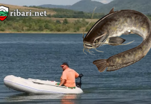 Риболов на сом на БУЙ + ВИДЕО