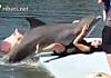 Делфин почти облада жена