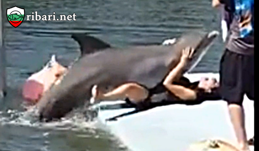 Делфин почти облада жена 