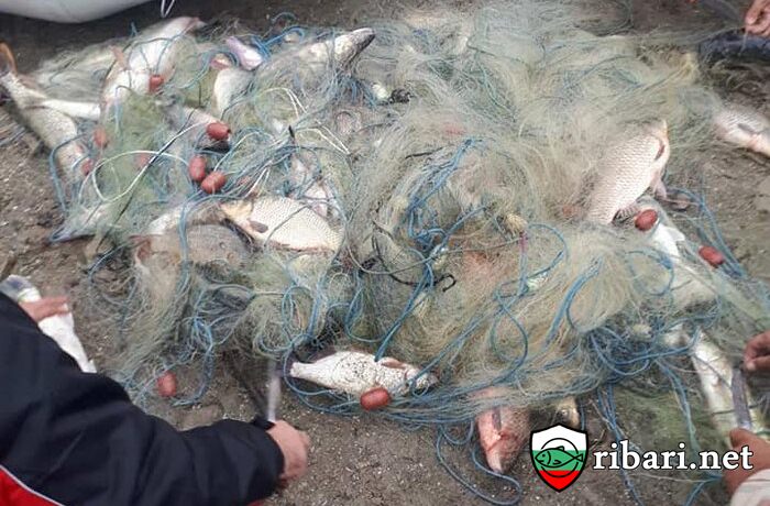 70 килограма риба спасена от бракониери край Севлиево от ЦРОО