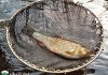 Мухарски риболов - речен кефал на муха
