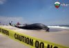 Замърсяването убива Китове и делфини