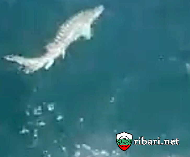 Сдружение "Черноморски изгрев" Спасяват Есетрови риби в Черно море.+ВИДЕО