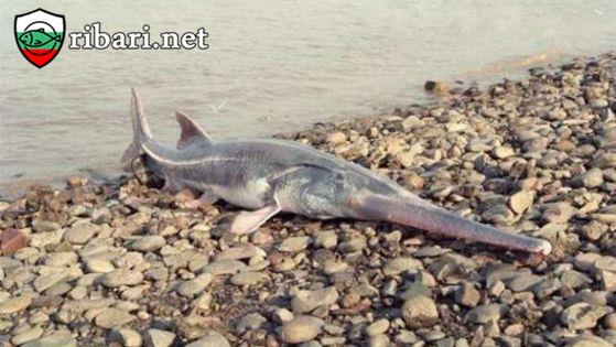 Най-голямата сладководна риба изчезна завинаги от лицето на планетата