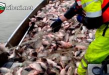 Удар на ИАРА Бургас: 29 бракониери, над 6 км мрежи, над 800 кг риба