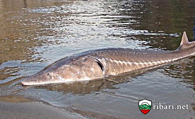 Моруната е най-голямата риба, срещана в Дунав