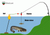 Техника за риболов на сом