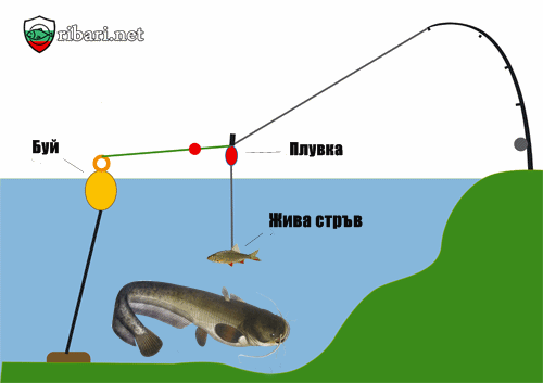 Техника за риболов на сом