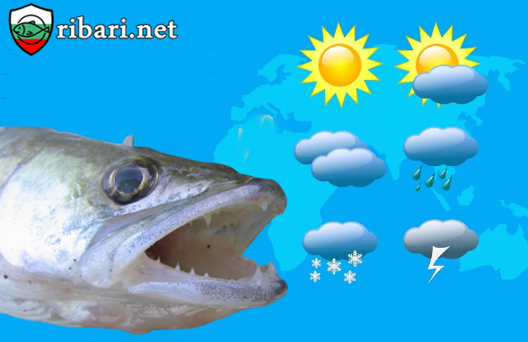 Климатични особености при кълве бялата риба?