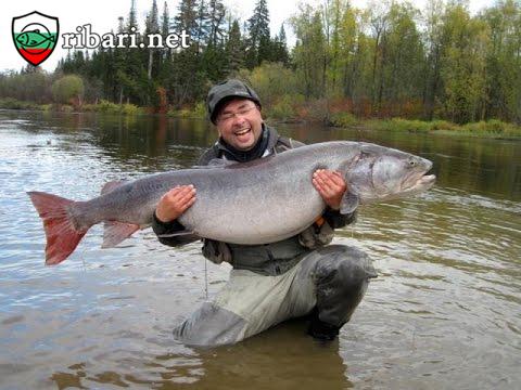 Риболов на таймен в Сибир: Риболов – 2020