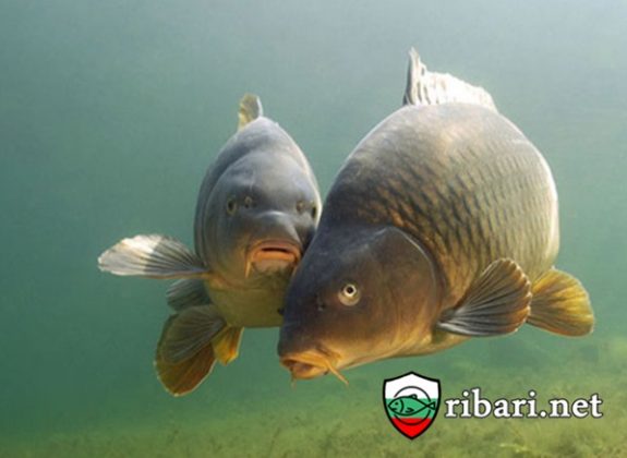 ПО СЛЕДИТЕ НА ШАРАНА - Ribari Net