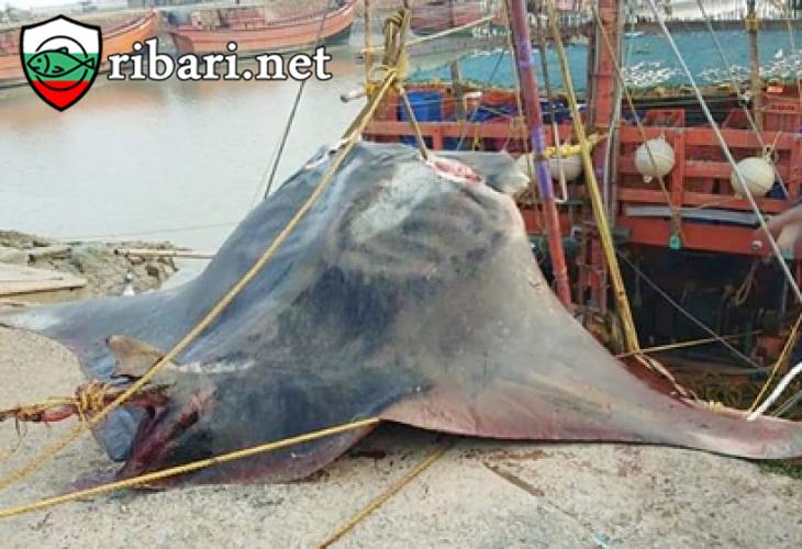 Рибари уловиха чудовище, тежащо 900 кг.