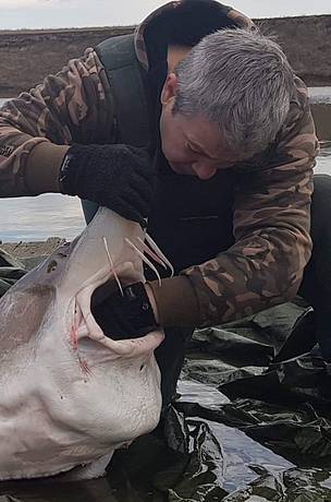 Рибари спасиха 30-годишна моруна