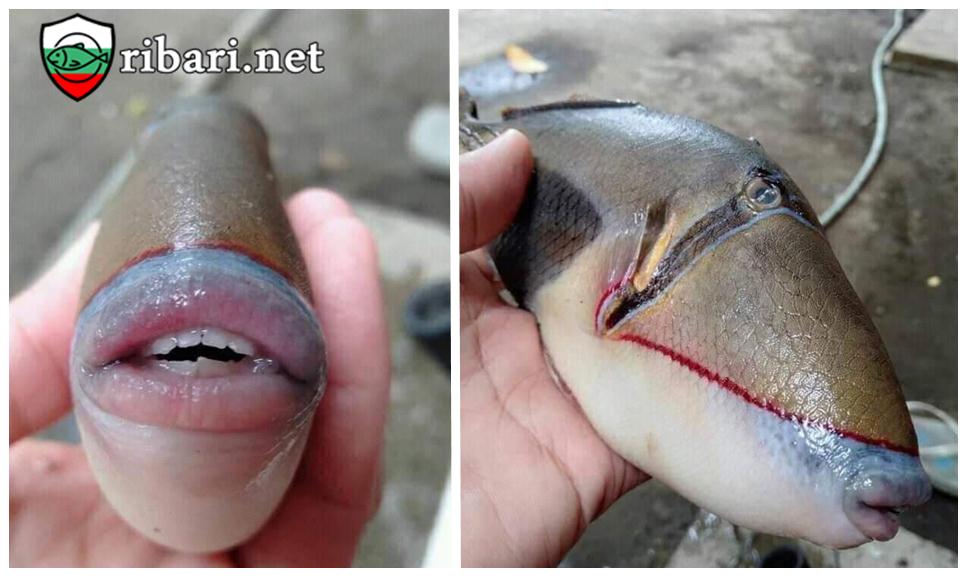 Чудовище: Рибар улови риба с човешки зъби и устни СНИМКИ