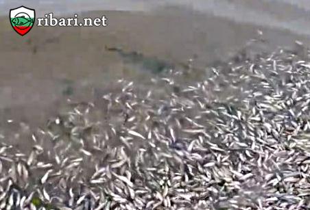 Тонове мъртва риба е изхвърлена на брега на Варненското езеро +ВИДЕО
